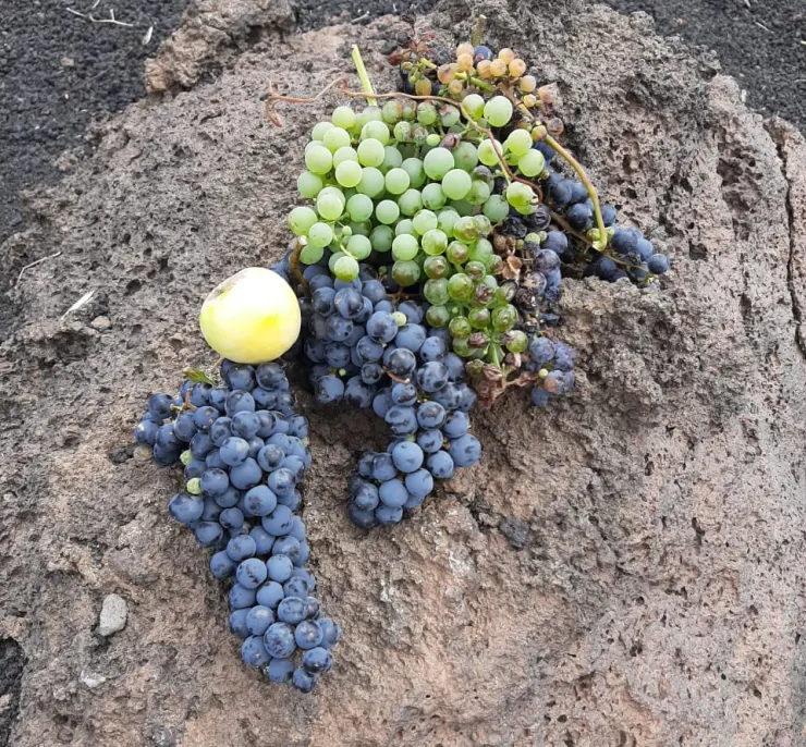 Fresh grapes and apples on volcanic rock