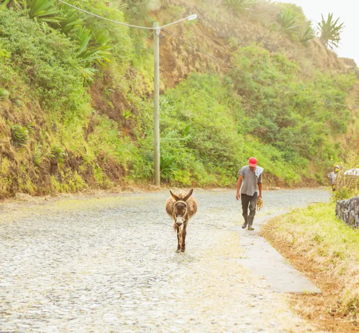 Local farmer and donkey on a cobbled road in northern Fogo