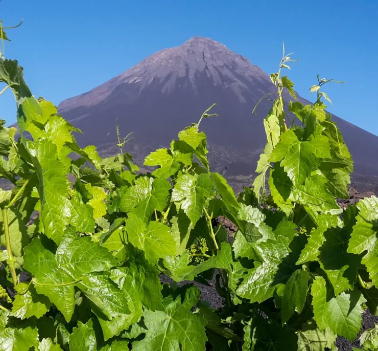 Grapevines growing in front of Pico do Fogo