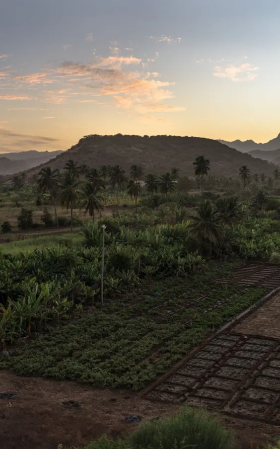 Palm groves and farmland at sunrise